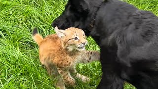 A LYNX KITTEN PLAYS WITH A SHEPHERD DOG / Feeding beavers their favorite food