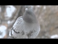 Silent conversation with a pigeon