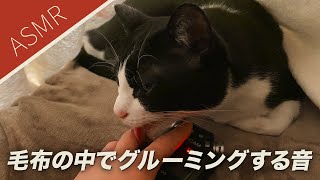 ASMR毛布の中で飼い主にグルーミングする猫#179