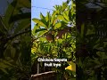 Chickoo/Sapota/Sapodilla/Chiku fruit tree #shots #sapota #chickoo #trees #plants #fruits