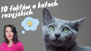 10 faktów - kot rosyjski niebieski (English subtitles) screenshot 2