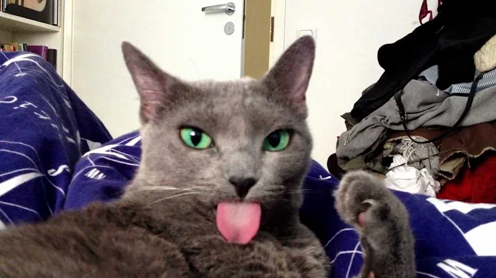 My cat forgets her tongue out - DayDayNews