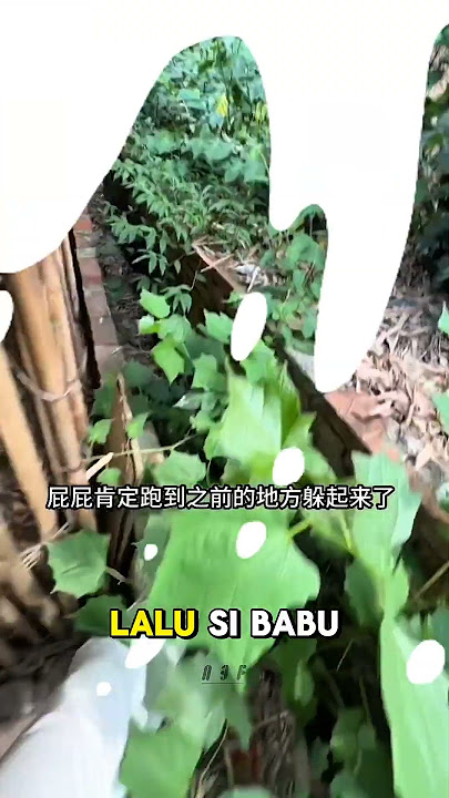 Lagi Dan Lagi Si Lulu Hilang Entah Kemana