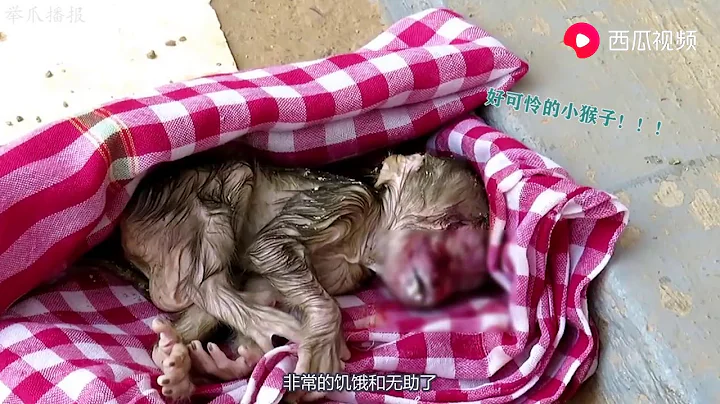 剛出生的小猴子就被拋棄，身上的毛都還沒幹，就遇到這樣殘酷的事 - 天天要聞