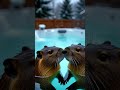 Cute Capybara Love In Hot Tub Cutest Animal Couple Ever Capybara CoupleGoals 