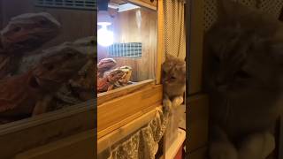 cats wander moments //funny cats ka funny video #shorts #funny