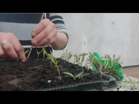 Video: Kada da sadim paradajz - tačno vreme sadnje paradajza