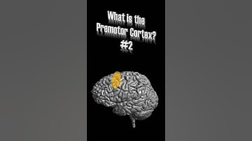 Premotor Cortex (PMC) - Part 2: Ventral PMC