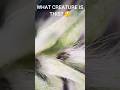 you&#39;ll never guess (#2) hairy creature? WATCH TO THE END !!!