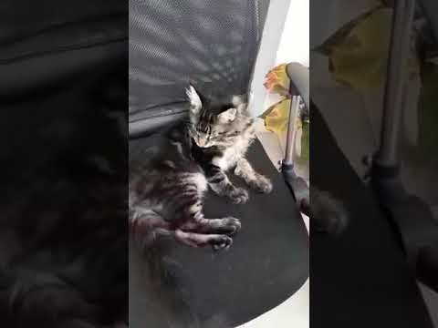 וִידֵאוֹ: עומר מיין קון יכול להיות החתול הארוך בעולם