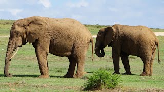 Addo Elephant National Park - Südafrika