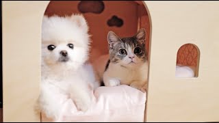 [petlog 14] raising #munchkin #kitten "Soseol" - Days of Woon & Seol's lives