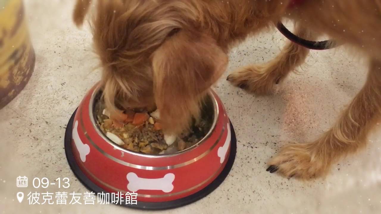 camera iphone 8 plus apk 蒼蒼生日餐@台北寵物餐廳 彼克蕾友善咖啡館