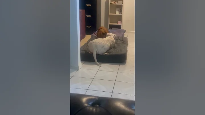 Nevaeh and Chance having a play.