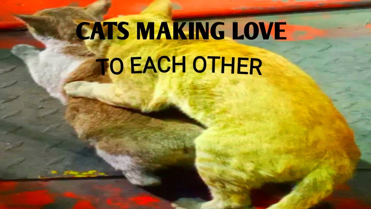Cats Making Love Each Other Its Not Good But Not Bad Also Its Normal 