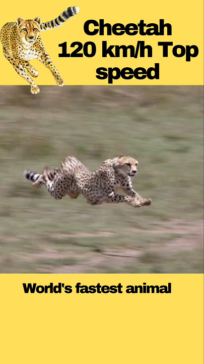 😾Cheetah at full speed 🧐 #shorts #animals #youtubeshorts #trending