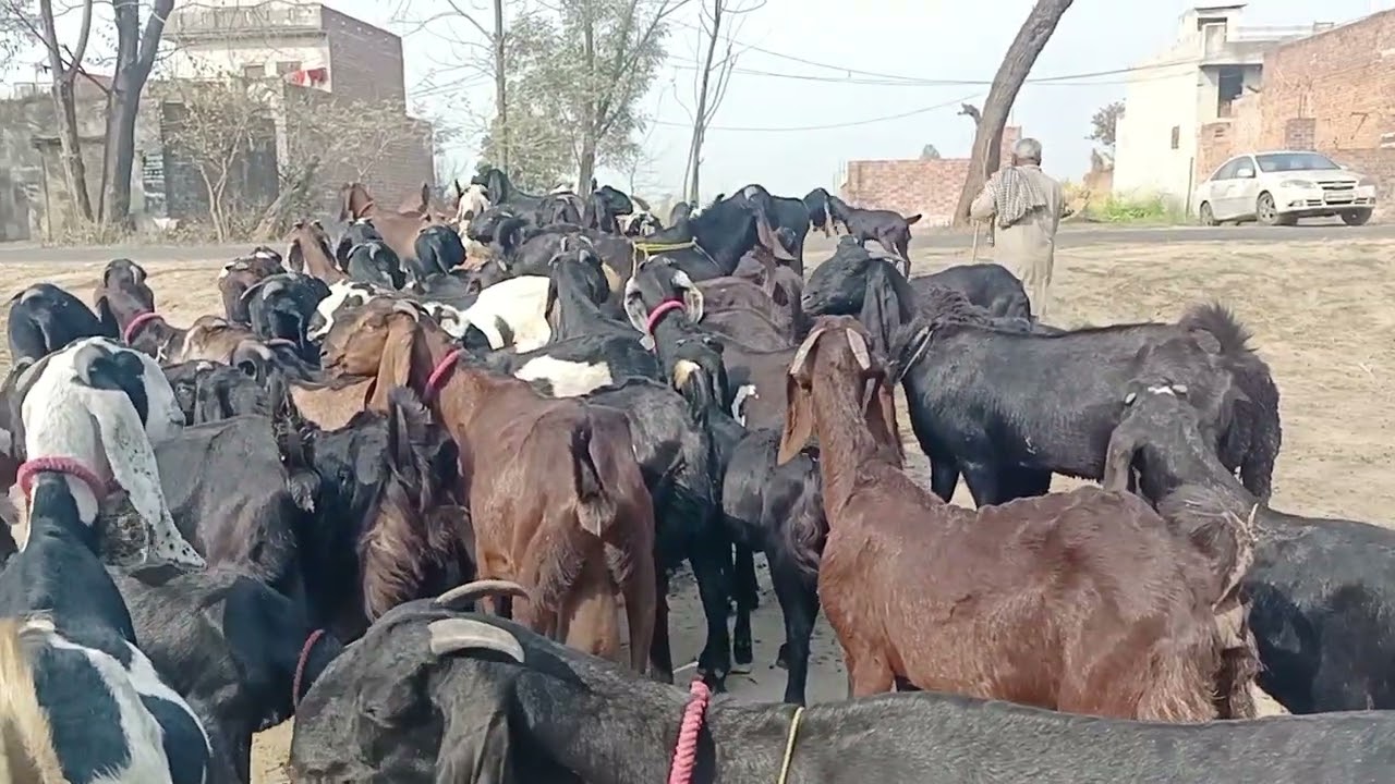 ബീറ്റൽ ആടുകൾ ലഭ്യത അന്വേഷിച്ചു പഞ്ചാബിൽ.