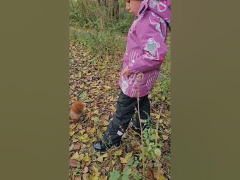 наглецы из Воронежа! #ручные белки, #осень. - YouTube