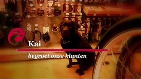 Batavus Premium dealer Rijwielspecialist Hart (394)