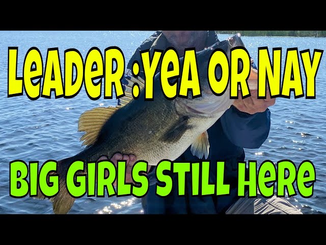 Using leader for bass fishing? Headwaters Lake Bass Fishing Report