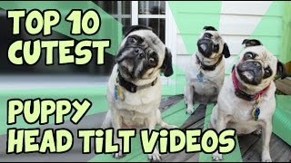 TOP 10 CUTEST PUPPY HEAD TILTS by TubeSpaghetti 20,378 views 8 years ago 2 minutes, 17 seconds