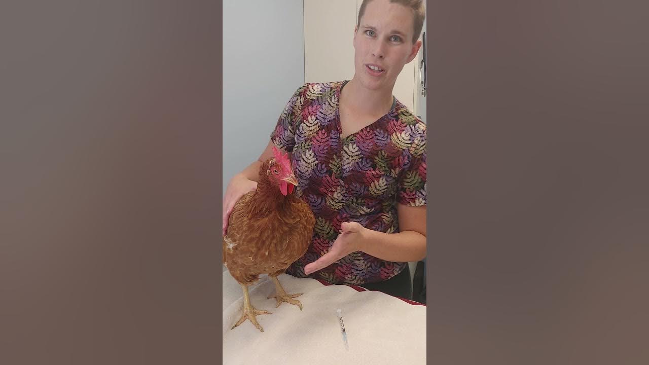 How To Intramuscular Injections in Chickens YouTube