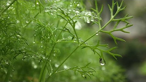 [ Mạnh hơn cả thuốc ngủ ] tiếng mưa rào rơi trên mái nhà | Ngủ cực ngon 「 Nhạc thư giãn 」