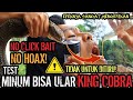 TEST MINUM BISA KING COBRA! KECUBUNG LEWAT! TERNYATA EFEKNYA DILUAR DUGAAN! (PEMBUKTIAN BISA ULAR)