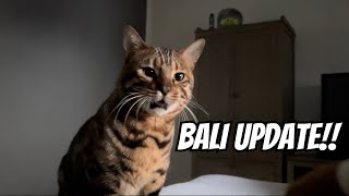 Bengal Kater Bali verschwunden 😕 immer noch!!