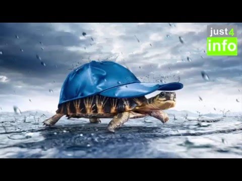 The Animals in the Rainy Season - YouTube
