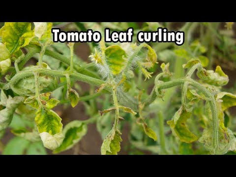 Bakit Nangungulot ang Dahon ng Kamatis - Ano ang Solution? | Solution of Tomato Leaf Curling