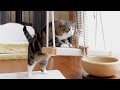 とらとブランコとねこ。-Tiger and Swing and Maru.-