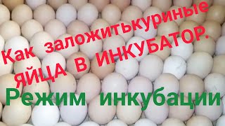 Как заложить куриные яйца в инкубатор.Режим инкубации куриных яиц.