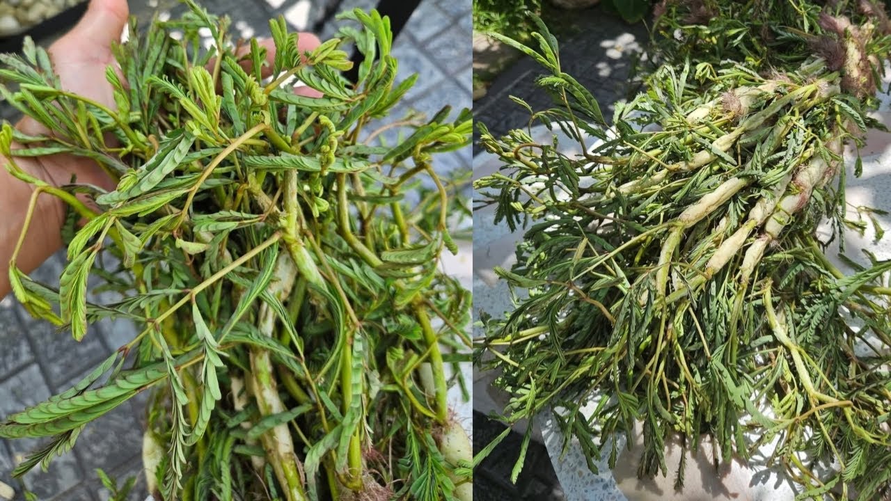 makahiya / water mimosa