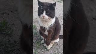 Бездомный котик