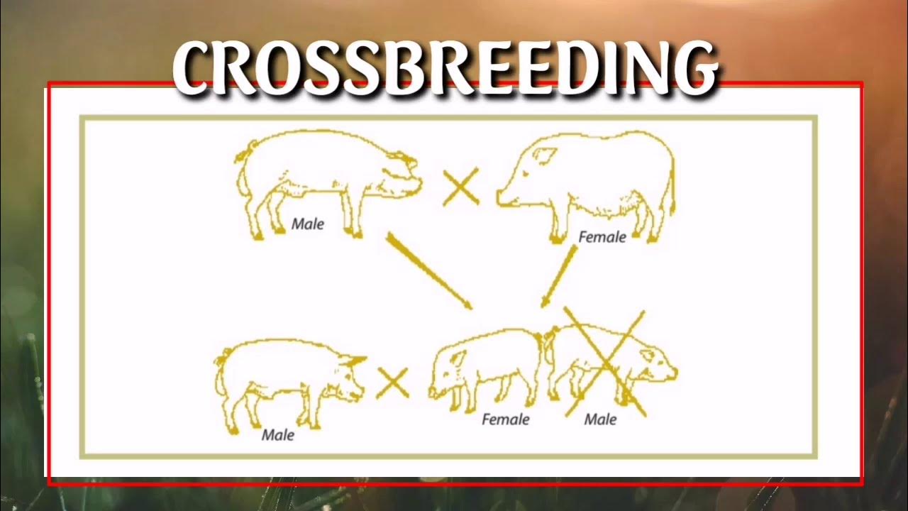 What is CROSSBREEDING (Swine) YouTube