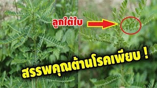 สุดยอดสมุนไพร !! 'ลูกใต้ใบ' ตำหรับยาอายุรเวท สรรพคุณ 108 รักษาได้หลายโรค สุดยอดสมุนไพร !! 'ลูกใต้ใบ' ตำหรับยาอายุรเวท สรรพคุณ 108 รักษาได้หลายโรค