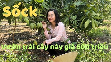 Tập 300❤️ Sốc - Vườn trái cây 1.000m2 chỉ 500 triệu tại Đồng Nai đường bê tông