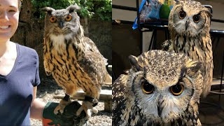 OWL BIRDS🦉- Funny Owls And Cute Owls Videos Compilation (2021) #019 - CLONDHO TV by CLONDHO TV 12,043 views 2 years ago 10 minutes, 2 seconds