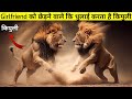 किपुली कि पार्टनर को छेड़ता है एक आवारा शेर | Lions Documantary In Hindi | Fact Limited |