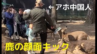 Chinese man kicks a Japanese deer in the face