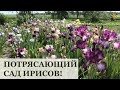 Cад ирисов / Лучшие сорта ирисов