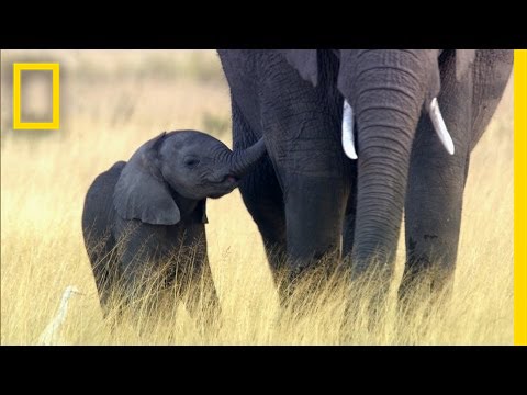 Here's why elephants are going extinct