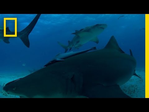 Video: De blauwe haai, aan de andere kant, kan in één worp maar liefst 134 haaienhonden ter wereld brengen.