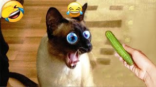 🐱🤣 Funniest Dogs and Cats 🐱😹 Best Funny Animal Videos 2024 # 17