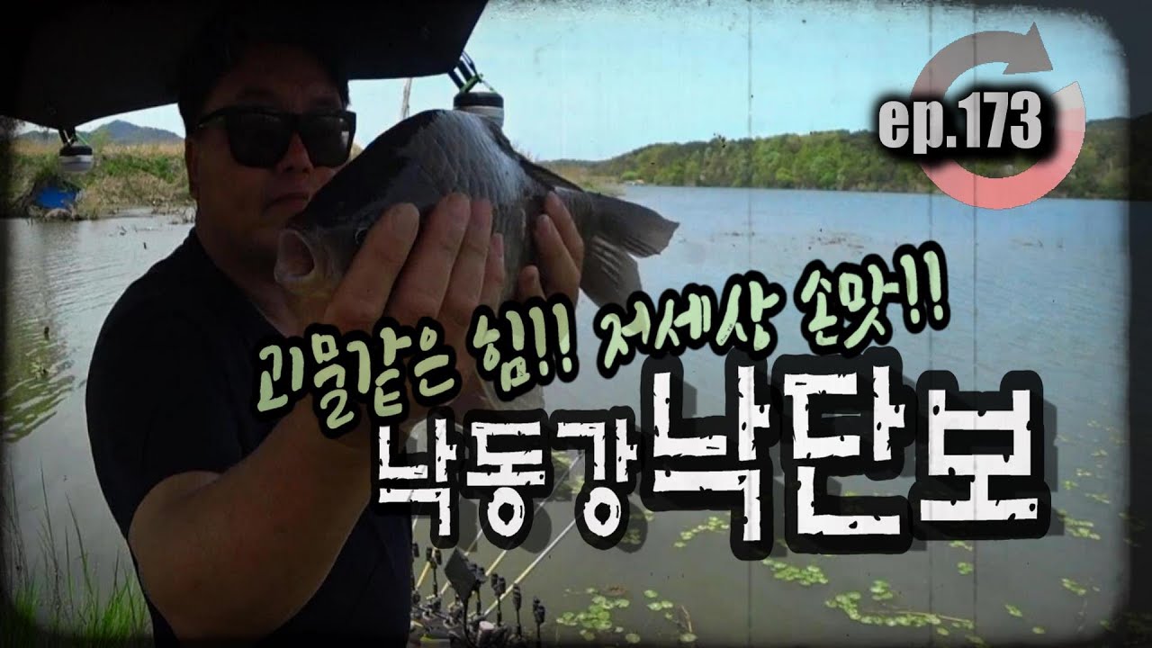 [ep.173] 괴물같은 힘!! 저 세상 손맛!! 낙단보의 대물들이 움직이기 시작했습니다. #낙동강 #낙단보 #산란철 #산란붕어 #붕어낚시