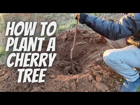 Video: Growing Rainier Cherrys: Pflege von Rainier Cherry Trees