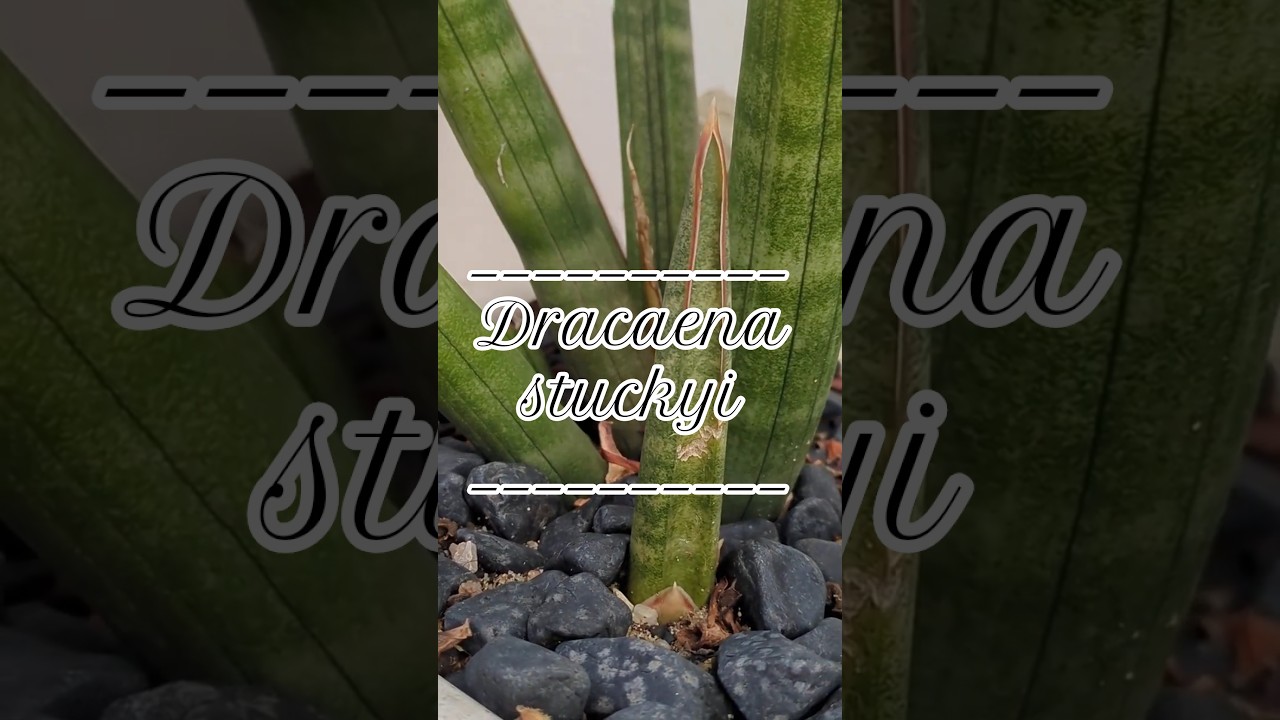 Sansevieria Presas de Elefante — Uma presença africana com uma arquitectura impressionante...
