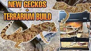 MEET MY NEW MINI GECKOS! HOW TO SETUP A DESERT TERRARIUM!