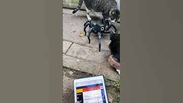 cats vs T8X cool robotic spider 😎 #shorts